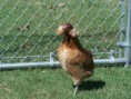 /album/resim-galerisi/kahverengi-araucana-jpg1/